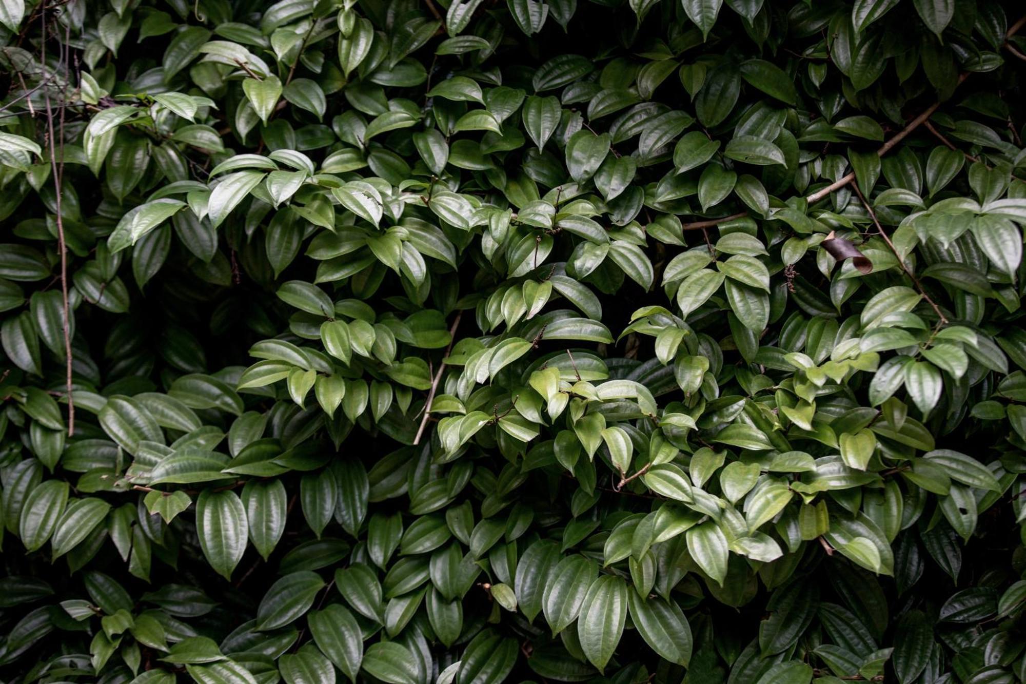 Greenwood Edge Kandy Luaran gambar